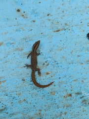 Sphaerodactylus difficilis