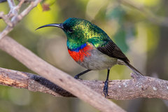 Cinnyris chalybeus albilateralis