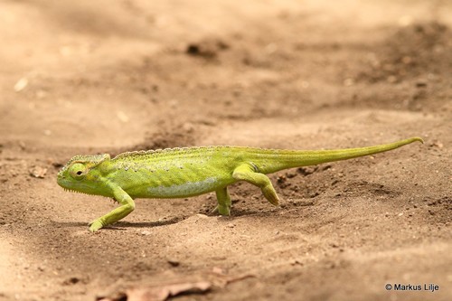 Central Peacock Chameleon