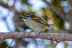 Pogoniulus pusillus