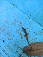 Sphaerodactylus difficilis