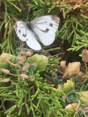 Pieris napi