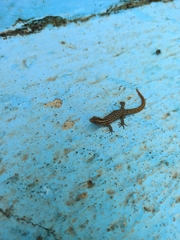 Sphaerodactylus difficilis