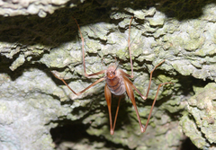 Dolichopoda geniculata