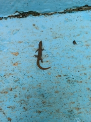 Sphaerodactylus difficilis