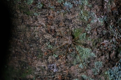 Neotama mexicana