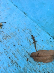 Sphaerodactylus difficilis