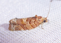 Choristoneura pinus
