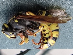 Vespula infernalis