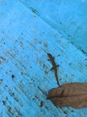 Sphaerodactylus difficilis