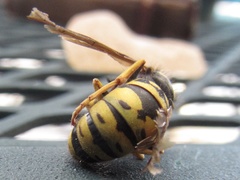Vespula infernalis
