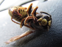 Vespula infernalis