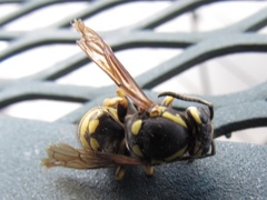 Vespula infernalis