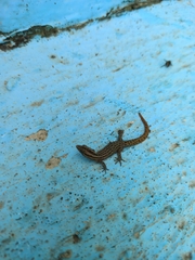 Sphaerodactylus difficilis