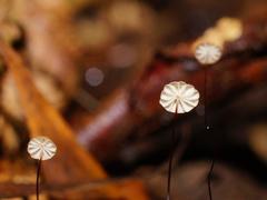 Marasmius crinis-equi