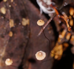 Marasmius crinis-equi