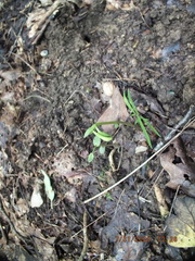 Triphora trianthophoros trianthophoros