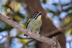 Pogoniulus pusillus