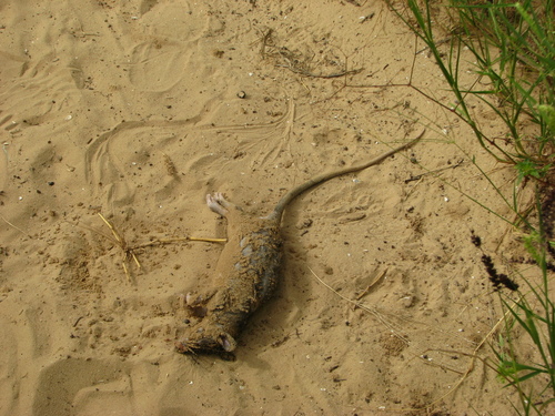 Cricetomys gambianus
