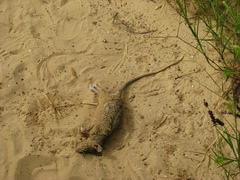 Cricetomys gambianus