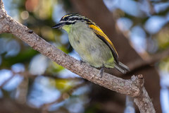 Pogoniulus pusillus