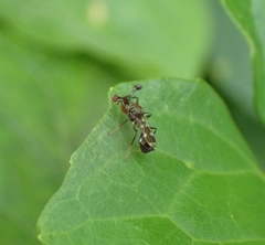 Megalabops quadriguttata