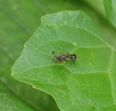 Megalabops quadriguttata