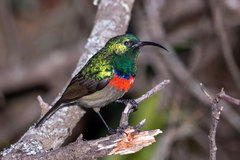 Cinnyris chalybeus albilateralis