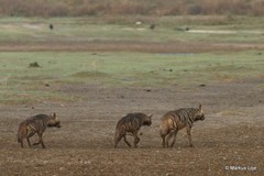 Hyaena hyaena