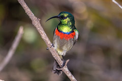 Cinnyris chalybeus albilateralis