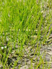 Pilularia globulifera