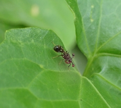 Megalabops quadriguttata