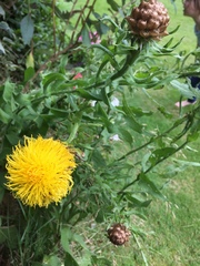 Centaurea macrocephala