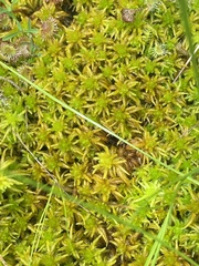 Sphagnum subsecundum