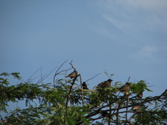 Bubalornis albirostris