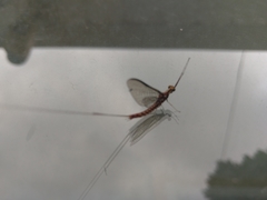 Ephemeridae