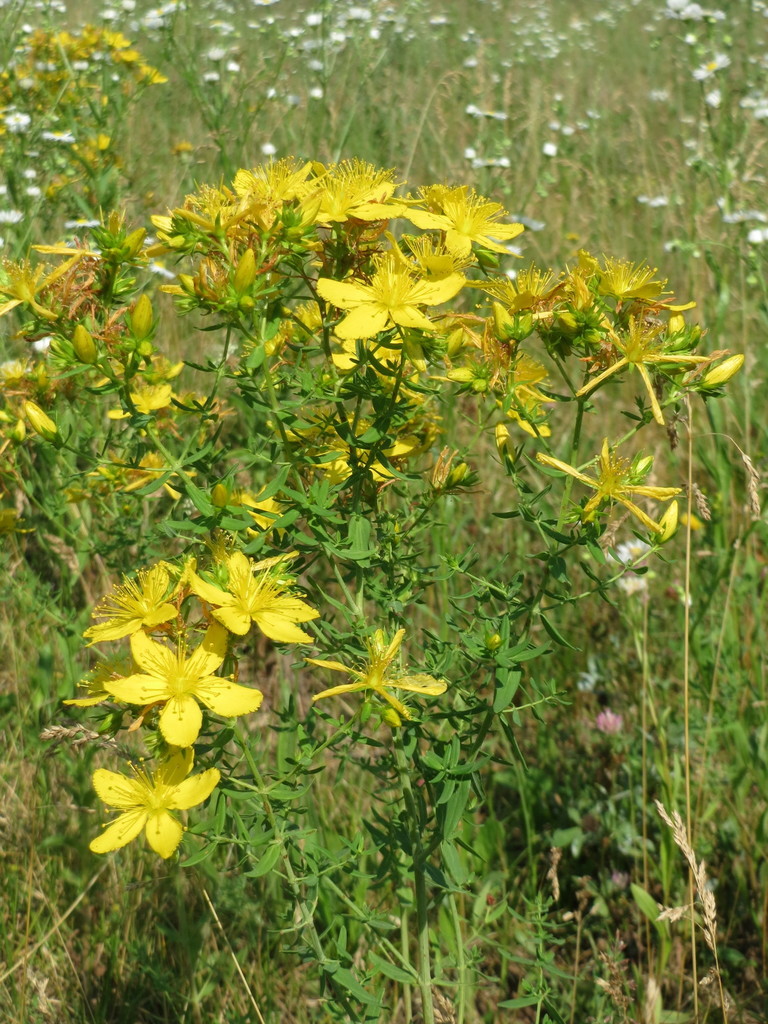 St. John'swort (Black Hills Invasive Plant Guide) · iNaturalist
