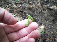 Triphora trianthophoros trianthophoros