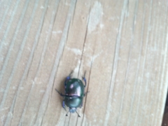 Trypocopris vernalis