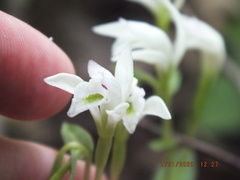 Triphora trianthophoros trianthophoros
