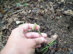 Triphora trianthophoros trianthophoros