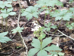 Triphora trianthophoros trianthophoros