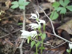 Triphora trianthophoros trianthophoros