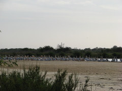 Pelecanus onocrotalus