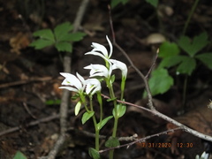 Triphora trianthophoros trianthophoros