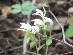 Triphora trianthophoros trianthophoros