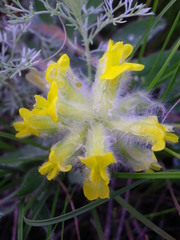 Astragalus dasyanthus