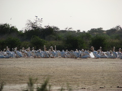 Pelecanus onocrotalus