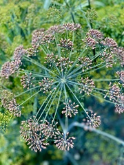 Anethum graveolens