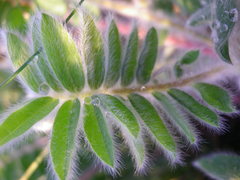Astragalus dasyanthus